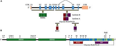 A Comprehensive Analysis of the Role of hnRNP A1 Function and Dysfunction in the Pathogenesis of Neurodegenerative Disease